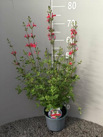Salvia microphylla 'Hot Lips'  2 Ltr pot