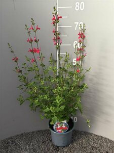 Salvia microphylla 'Hot Lips'  2 Ltr pot