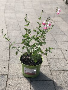 Salvia microphylla 'Pink Lips'