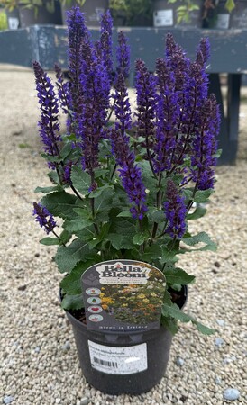 SALVIA Midnight Purple