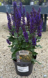 SALVIA Midnight Purple