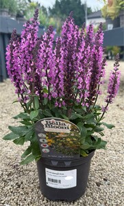 SALVIA Midnight Rose