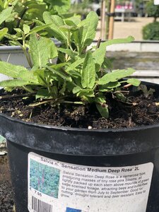 Salvia n. 'Sensation Medium Deep Rose'