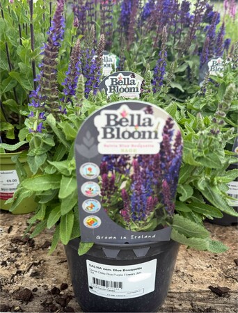 SALVIA nem. Blue Bouquetta