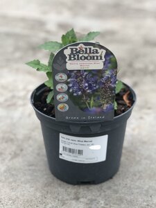 SALVIA nem. Blue Marvel - image 2