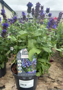 SALVIA nem. Blue Marvel
