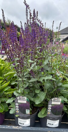 SALVIA nem. Caradonna