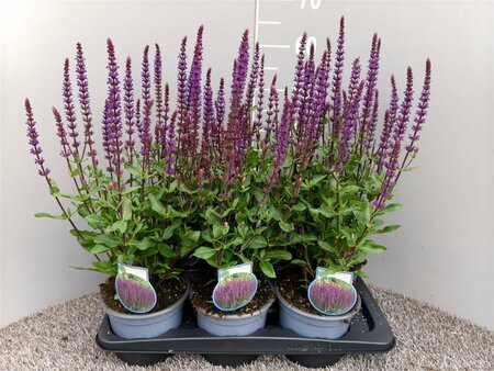 Salvia nem. 'Caradonna'  2 Ltr pot