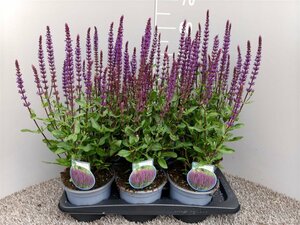 Salvia nem. 'Caradonna'  2 Ltr pot