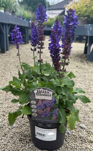 SALVIA nem.Dark Blue Marvel
