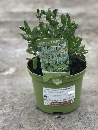 Salvia nem. 'Schneehugel'