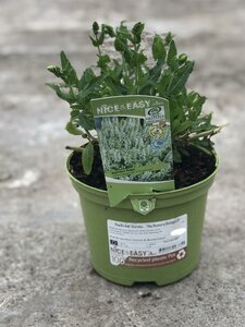 Salvia nem. 'Schneehugel'