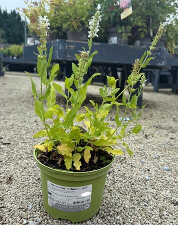 Salvia nem. 'Schneehugel'