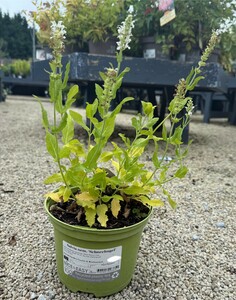 Salvia nem. 'Schneehugel'