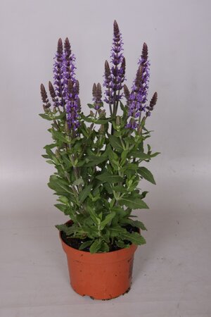 Salvia nem.sens.blue
