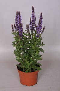 Salvia nem.sens.blue