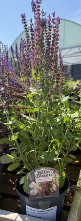 SALVIA nem. 'Sensation Compact Violet'