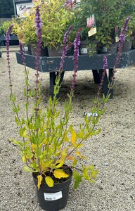 Salvia nemorosa 'Amethyst' - image 2