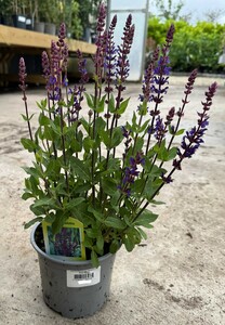 Salvia Nemorosa Caradonna - image 1