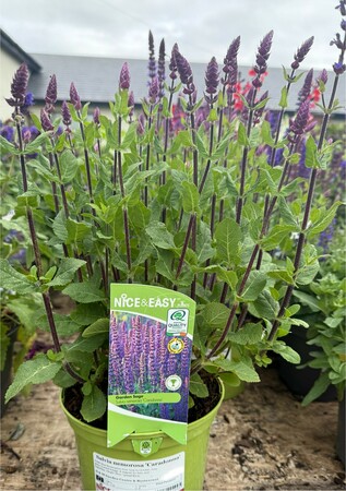 Salvia nemorosa 'Caradonna'