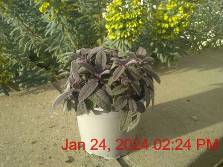SALVIA officinalis 'Purpurea'