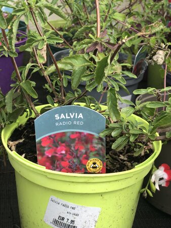Salvia radio red