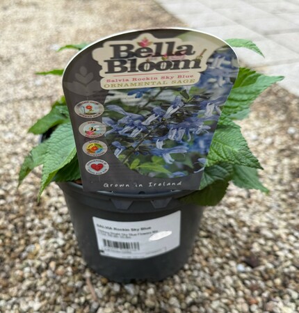 SALVIA Rockin Sky Blue