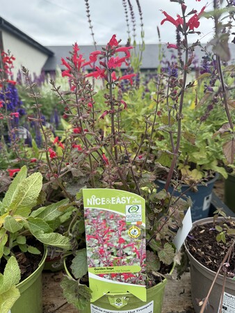 Salvia roemeriana Hot Trumpets