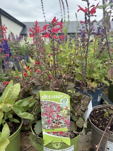 Salvia roemeriana Hot Trumpets