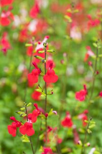 SALVIA Royal Bumble