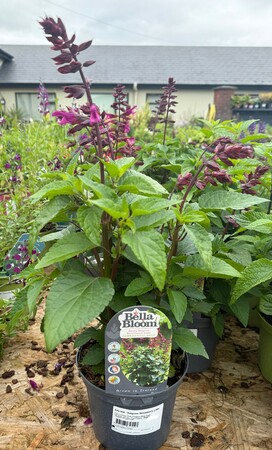 SALVIA  'Salgoon Strawberry Lake'
