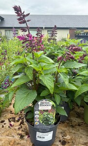 SALVIA  'Salgoon Strawberry Lake'