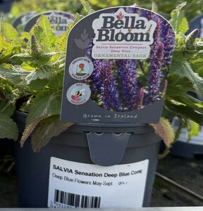 SALVIA Sensation Deep Blue Compact