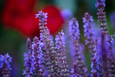 SALVIA Sensation Deep Blue Compact