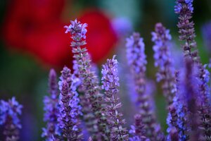 SALVIA Sensation Deep Blue Compact