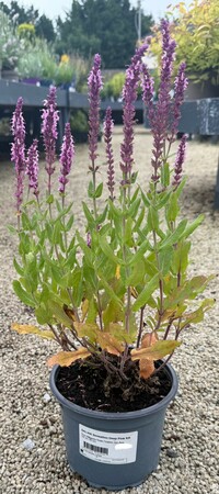 SALVIA Sensation Deep Pink KR
