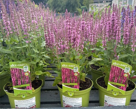 Salvia 'Sensation Pink'