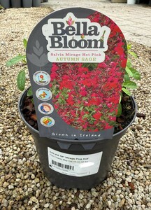 SALVIA SP 'Mirage Pink Hot'
