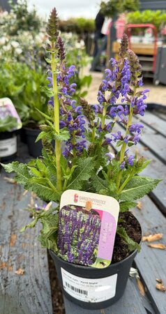 SALVIA sylv. 'April Night'