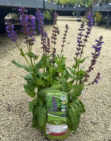 Salvia x. sylv. 'Mainacht'