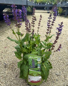 Salvia x. sylv. 'Mainacht'