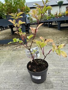 Sambucus mix