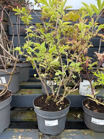 Sambucus mix / 5 Ltr pot