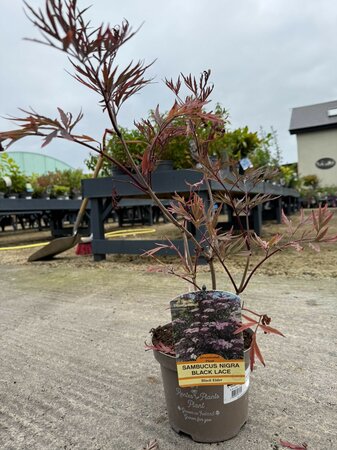 SAMBUCUS NIGRA BLACK LACE