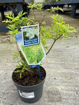SAMBUCUS nigra Black Lace 60-80cm