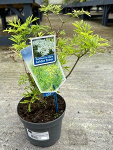 SAMBUCUS nigra Black Lace 60-80cm
