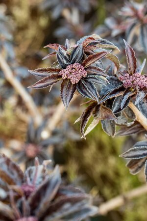 SAMBUCUS nigra Black Lace 60-80cm