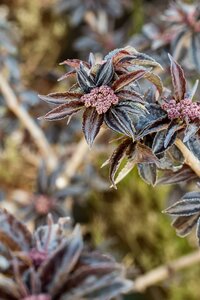 SAMBUCUS nigra Black Lace 60-80cm