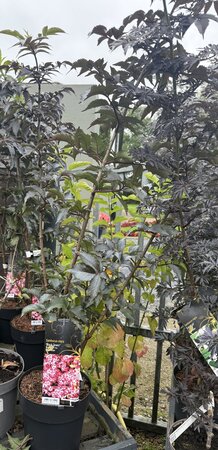 SAMBUCUS NIGRA BLACK TOWER