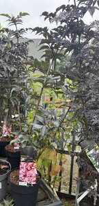 SAMBUCUS NIGRA BLACK TOWER